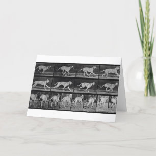 Laufende Hunde, Platte 707 von 'Animal Locomotion' Karte