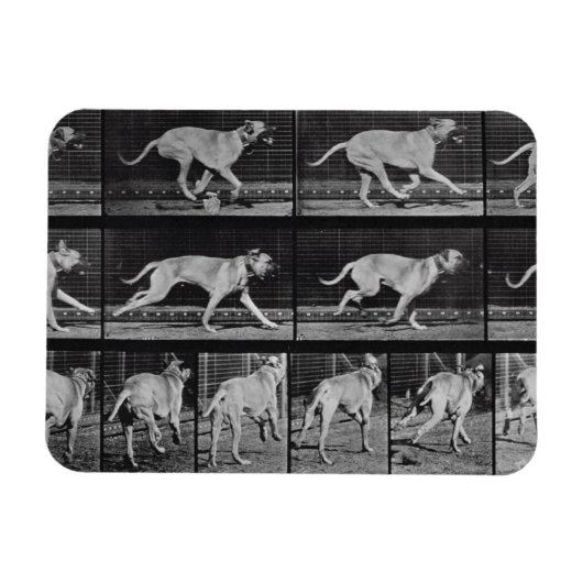 Laufende Hunde, Platte 707 von 'Animal Locomotion' Magnet (Horizontal)