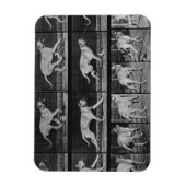 Laufende Hunde, Platte 707 von 'Animal Locomotion' Magnet (Vertikal)