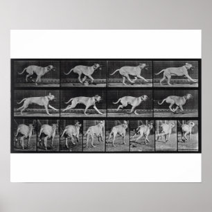 Laufende Hunde, Platte 707 von 'Animal Locomotion' Poster