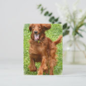 Laufende irische Postkarte (Stehend Vorderseite)