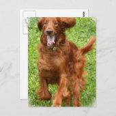 Laufende irische Postkarte (Vorne/Hinten)