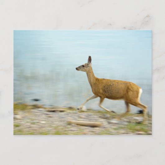 Laufende Postkarte (Vorderseite)