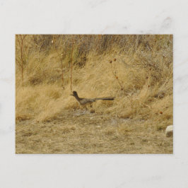 Laufende Roadrunner-Postkarte Postkarte