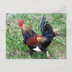 Laufende Rooster-Postkarte Postkarte