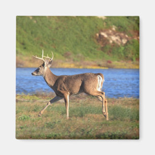 Laufender Dollar-Magnet Magnet