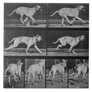 Laufender Hund, überziehen 707 "von der Fliese