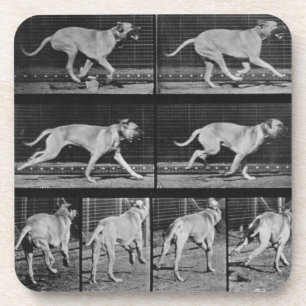 Laufender Hund, überziehen 707 "von der Getränkeuntersetzer
