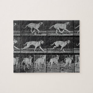 Laufender Hund, überziehen 707 "von der Puzzle