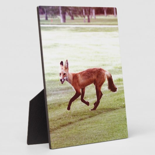 laufendes Foto von Rotfuchs Fotoplatte (Seite)