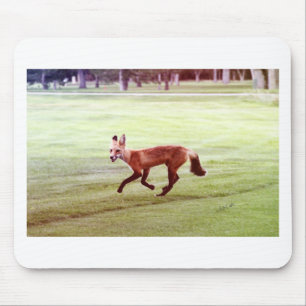 laufendes Foto von Rotfuchs Mousepad