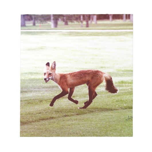 laufendes Foto von Rotfuchs Notizblock (Vorderseite)