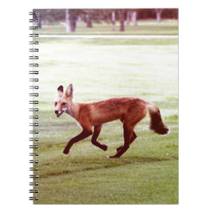 laufendes Foto von Rotfuchs Notizblock