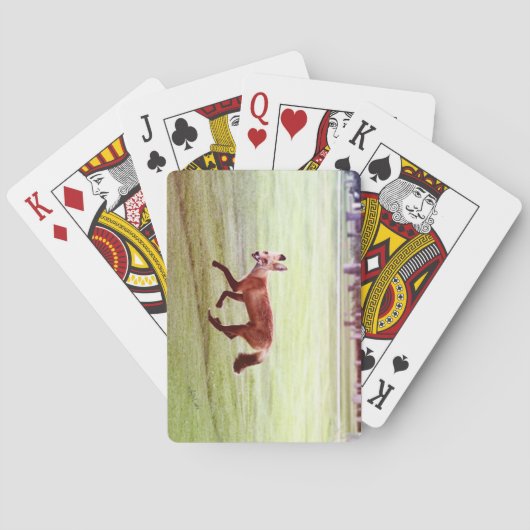 laufendes Foto von Rotfuchs Spielkarten (Rückseite)