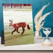 laufendes rotes Fuchs-Foto Fotoplatte (Seite)