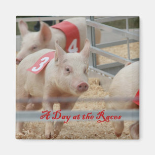 Laufendes Schwein, Schweinrennenphotographie, rosa Magnet