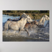 Laufpferd Poster (Vorne)