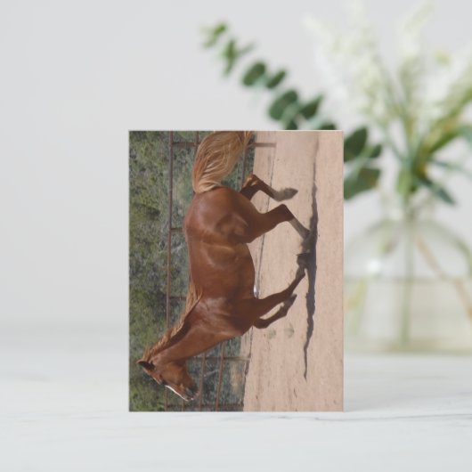 Laufpferd. Postkarte (Stehend Vorderseite)