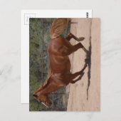Laufpferd. Postkarte (Vorne/Hinten)