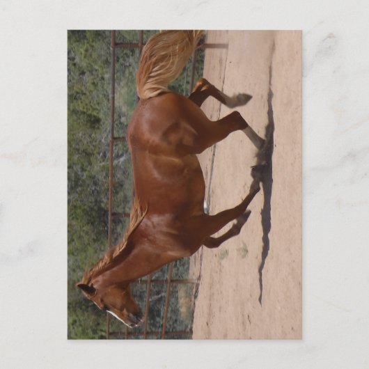 Laufpferd. Postkarte (Vorderseite)