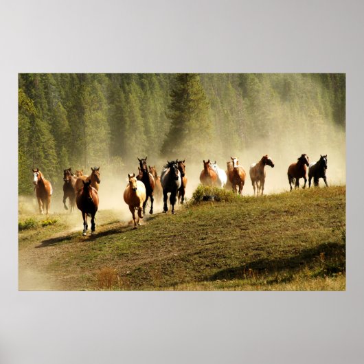 Laufpferde auf der Ranch von Montana Poster (Vorne)