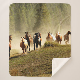 Laufpferde auf der Ranch von Montana Sherpadecke