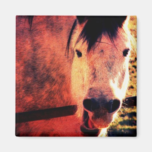 Laugh Magnet (Vorne)