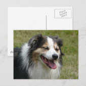Laughing Aussie Dog Postkarte (Vorne/Hinten)