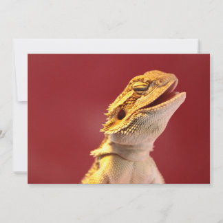 Laughing Bartded Dragon