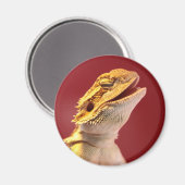Laughing Bartded Dragon Magnet (Vorderseite/Rückseite)