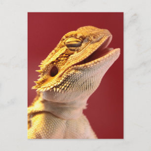 Laughing Bartded Dragon Postkarte