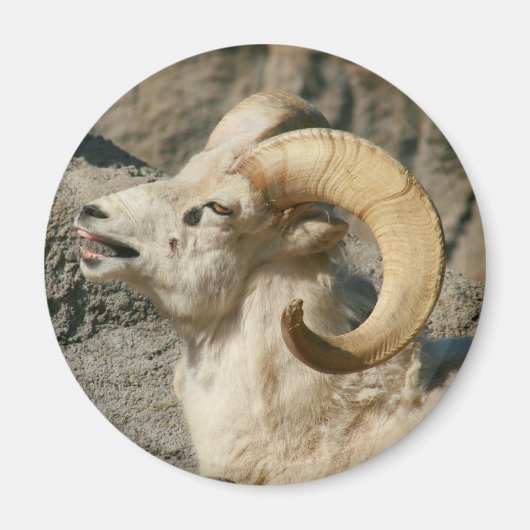 Laughing Bighorn Sheep Magnet (Vorne)