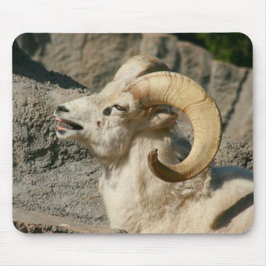 Laughing Bighorn Sheep Mousepad (Vorne)