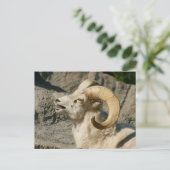 Laughing Bighorn Sheep Postkarte (Stehend Vorderseite)