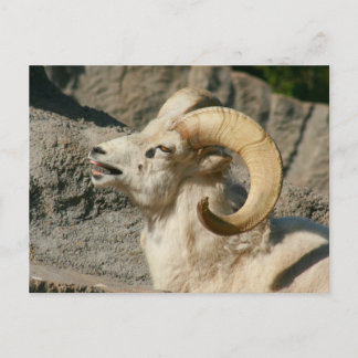 Laughing Bighorn Sheep Postkarte