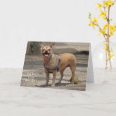 Laughing Chihuahua Birthday Card Karte (Gelbe Blume)