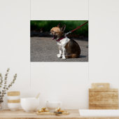 Laughing Chihuahua Poster (Küche)