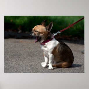 Laughing Chihuahua Poster