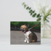 Laughing Chihuahua Postkarte (Stehend Vorderseite)
