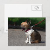 Laughing Chihuahua Postkarte (Vorne/Hinten)