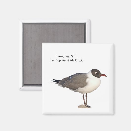 Laughing Gull Magnet (Vorderseite/Rückseite)
