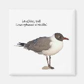 Laughing Gull Magnet (Vorne)