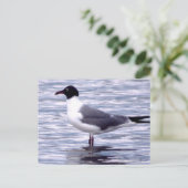Laughing Gull Postkarte (Stehend Vorderseite)