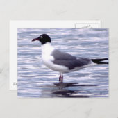 Laughing Gull Postkarte (Vorne/Hinten)