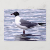 Laughing Gull Postkarte (Vorderseite)