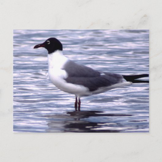 Laughing Gull Postkarte (Vorderseite)
