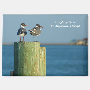 Laughing Gulls Magnet