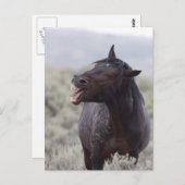 Laughing Horse Postkarte (Vorne/Hinten)