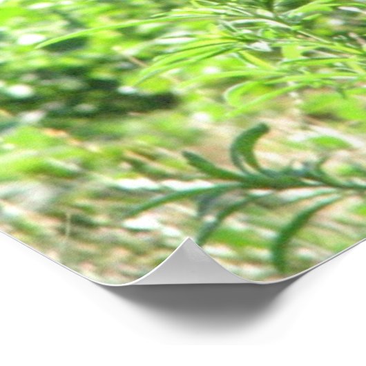 Laughing Hyena Poster (Ecke)