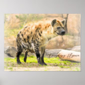 Laughing Hyena Poster (Vorne)
